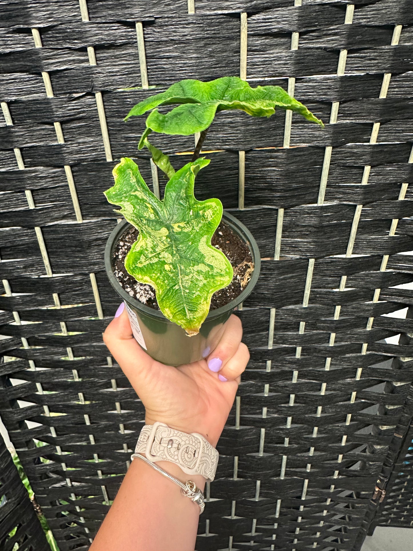 Alocasia Jacklyn, Variegated 4in