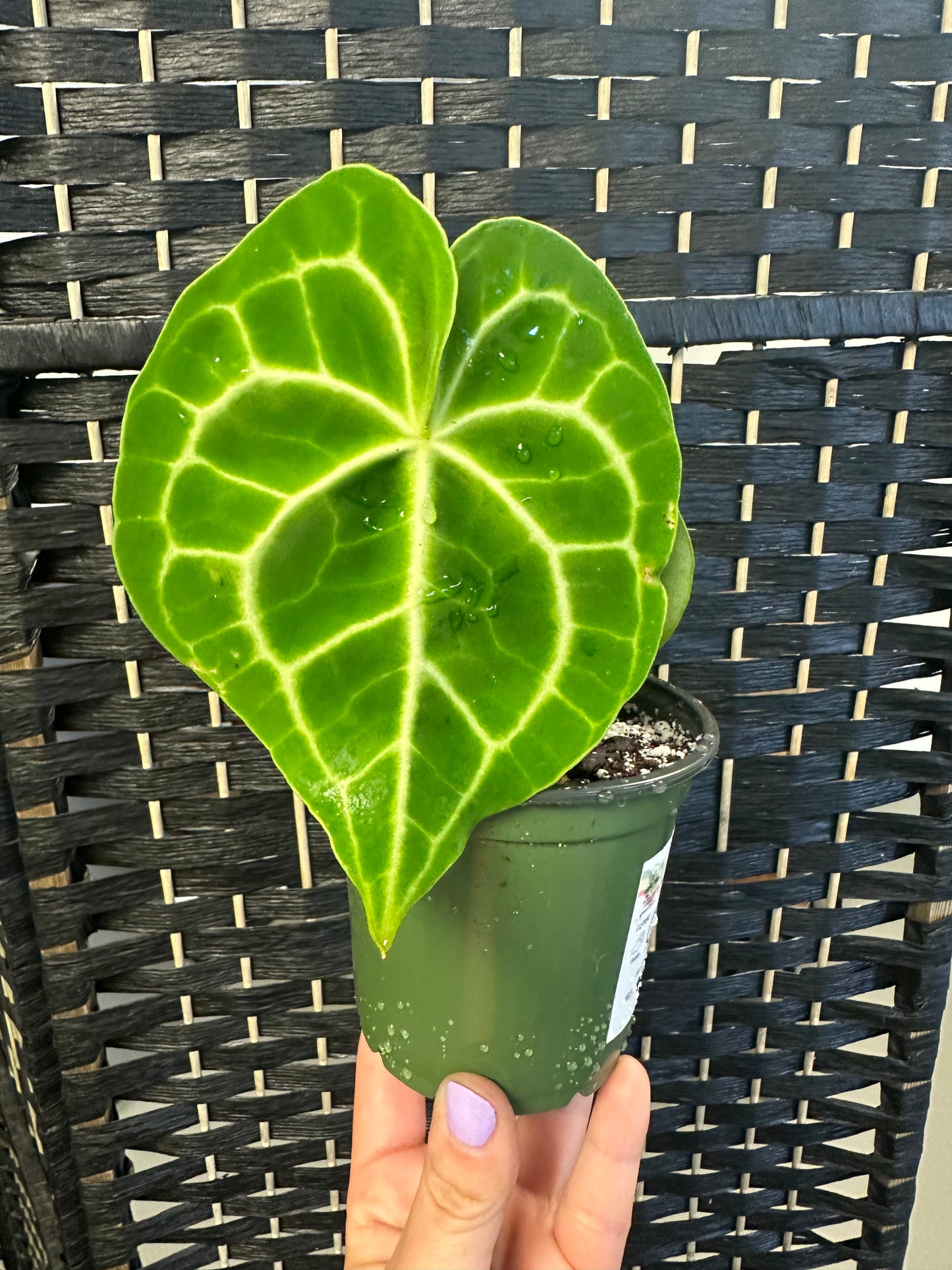 Anthurium Clarinervium Hybrid 4in