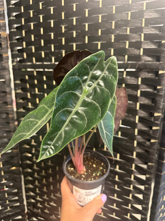 Watsoniana Alocasia 4in