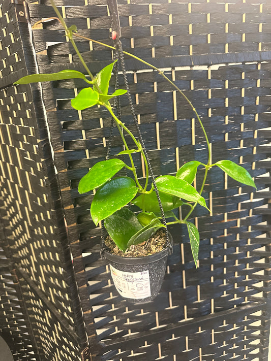 Hoya Benitotanii 4in