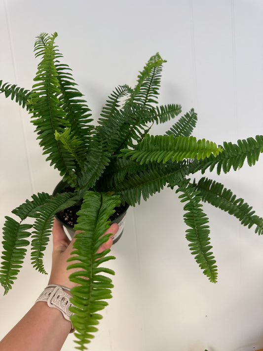 Kimberly Queen Fern 6in