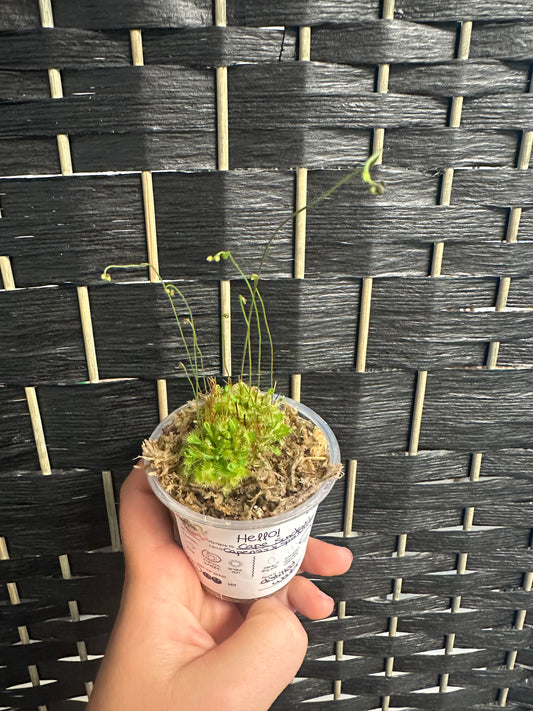 Cape Sundew Drosera Capensis x Spatulata 3in