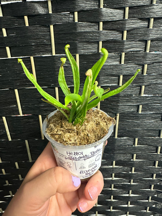 Scarlett Belle Pitcher Plant 3in