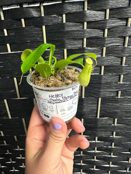 Alata Pitcher Plant 3in