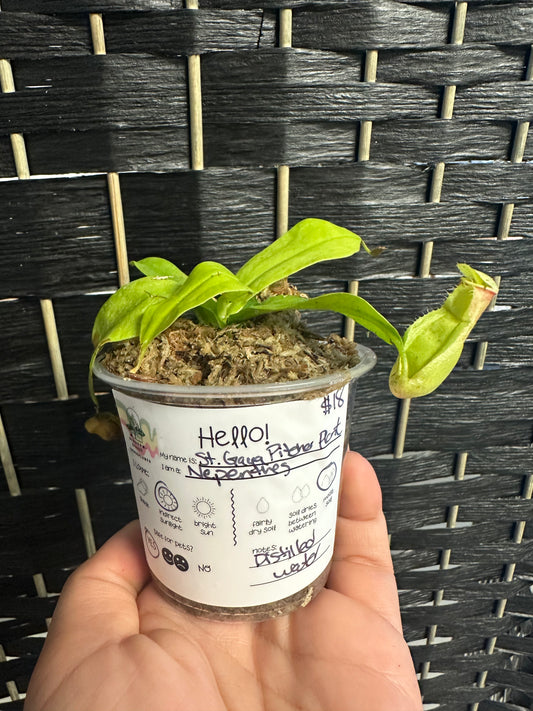 St. Gaya Pitcher Plant 3in