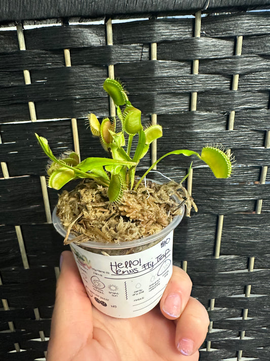 Venus Fly Trap 3in