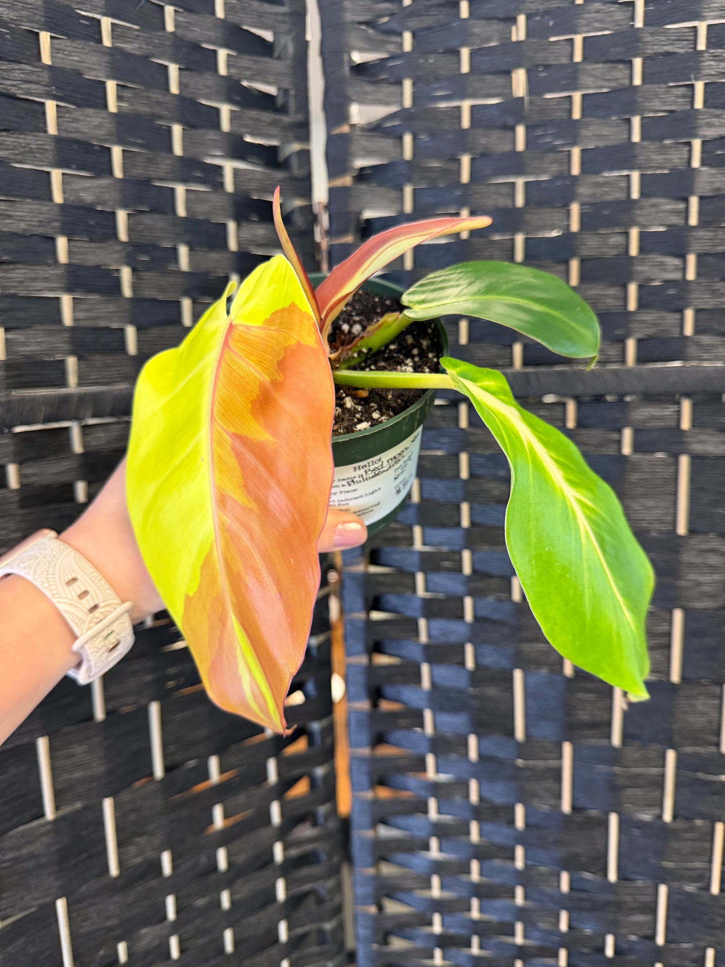 Philodendron Red Moon, Var. 4in
