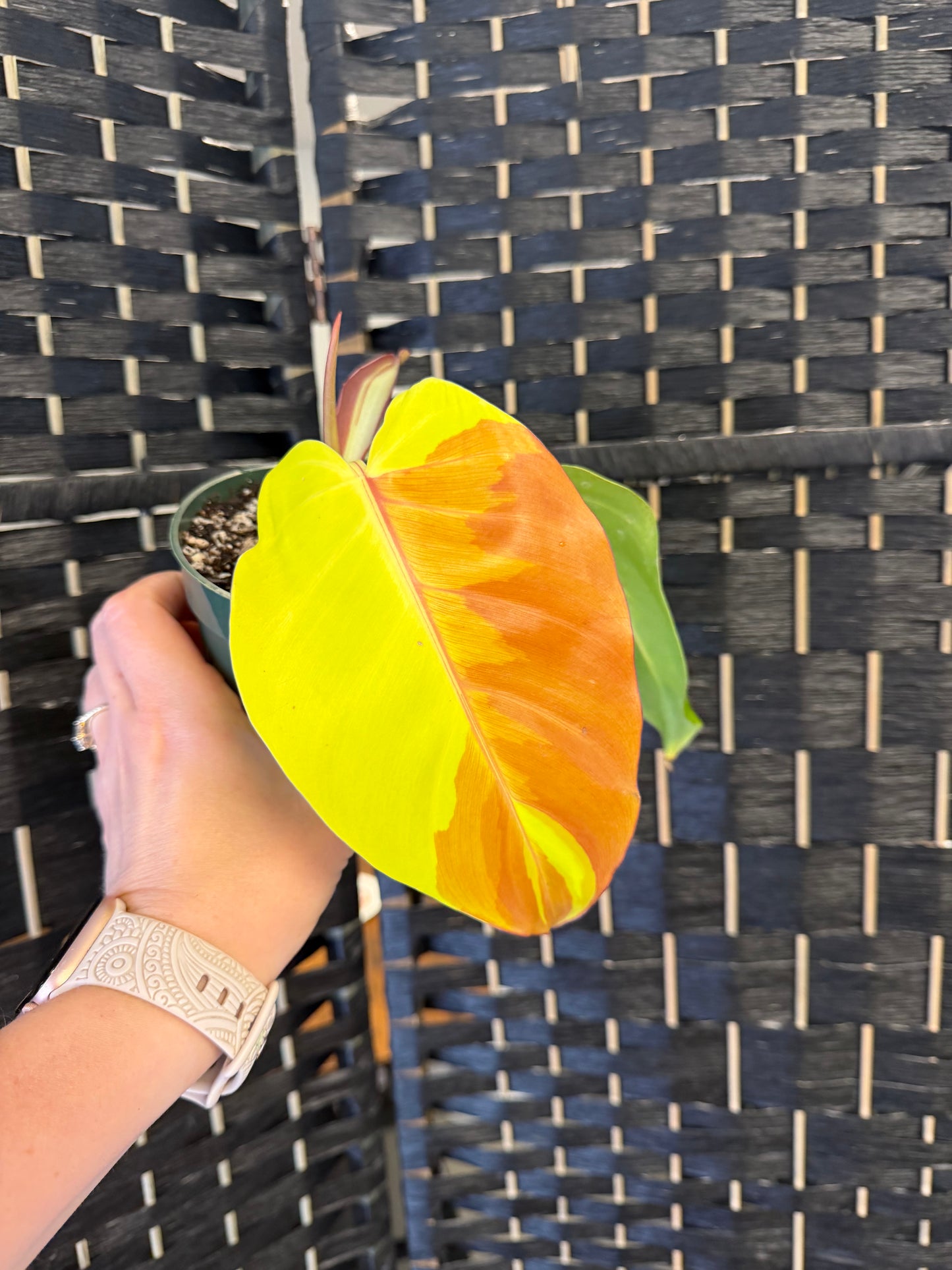 Philodendron Red Moon, Var. 4in