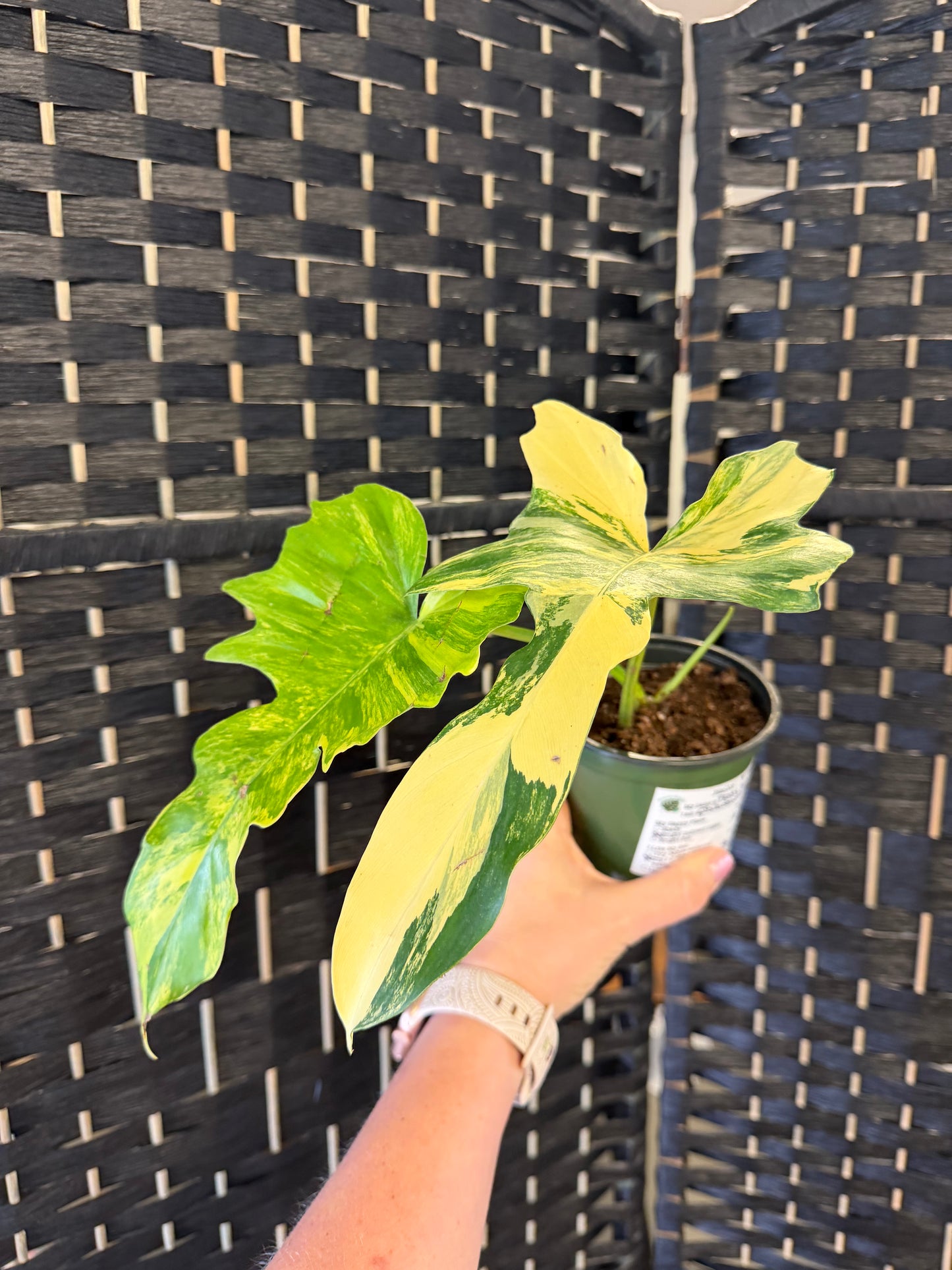 Philodendron Florida Beauty x Mayoi 4in