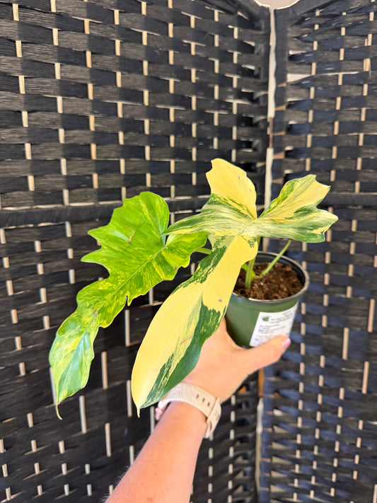Philodendron Florida Beauty x Mayoi 4in
