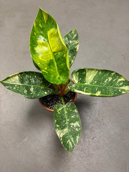 Philodendron Green Congo Terracotta Pot