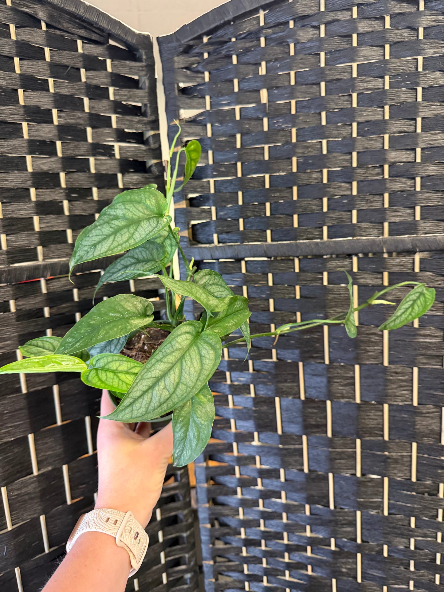Monstera Siltepecana 4in