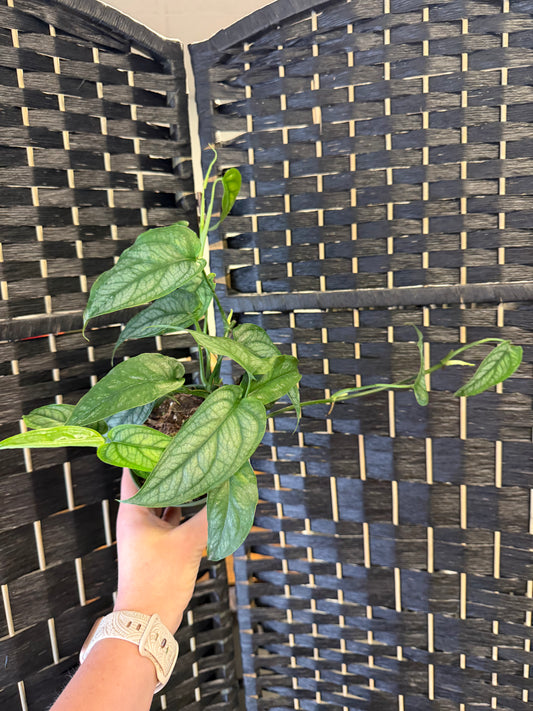 Monstera Siltepecana 4in