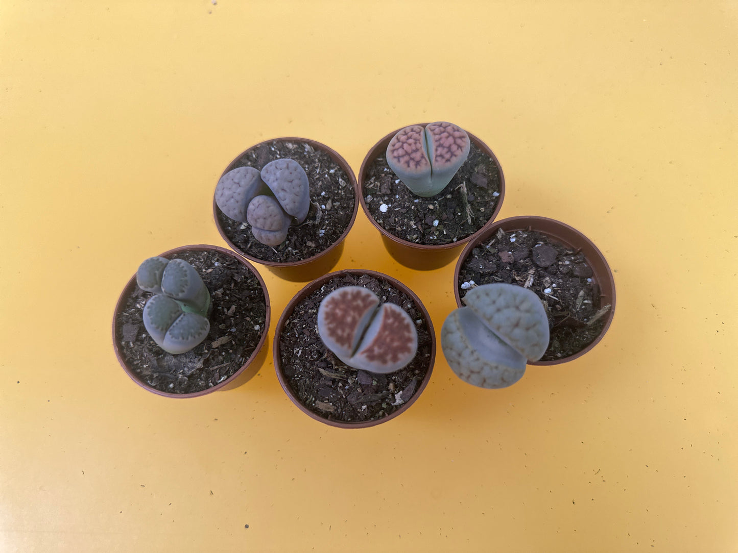 Living Stones (Lithops)