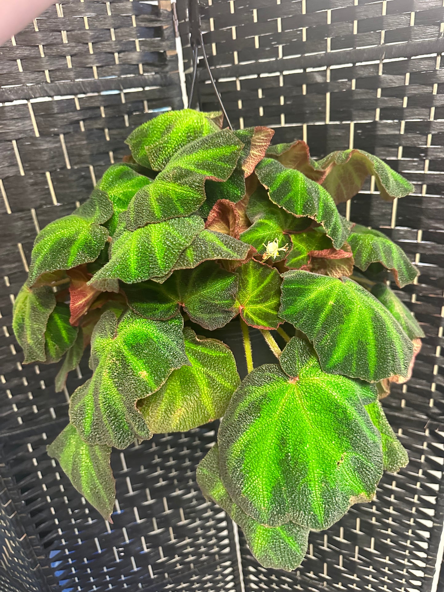 Soli Mutata Begonia 8in
