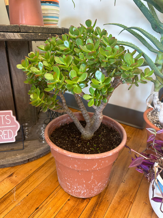 Minima Jade Tree