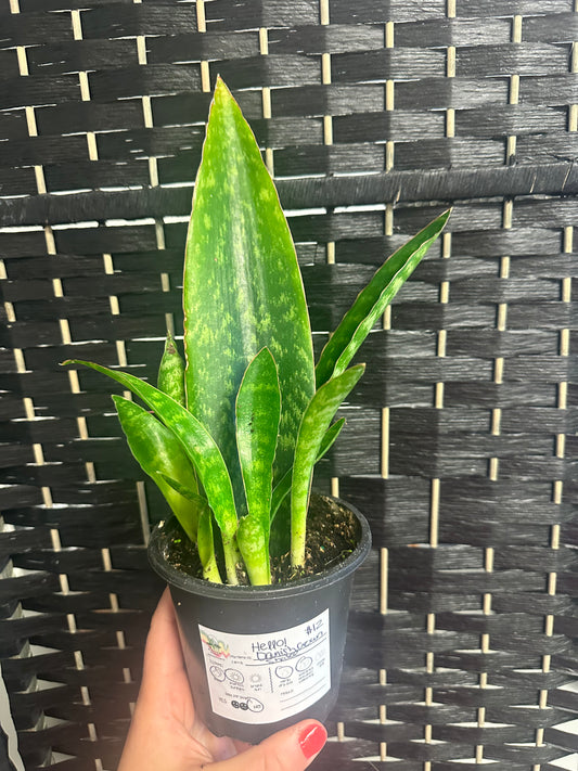 Danish Crown Snake 4in