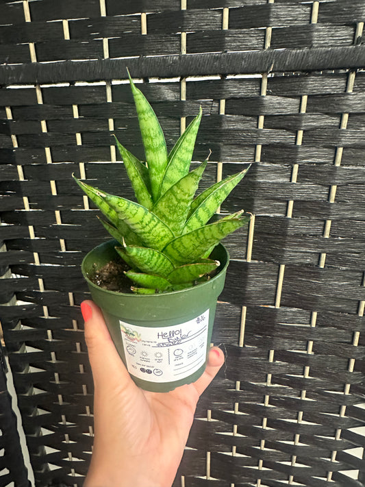 Tower Snake Plant 4in