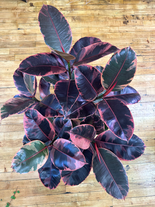 Ficus Burgundy 8in