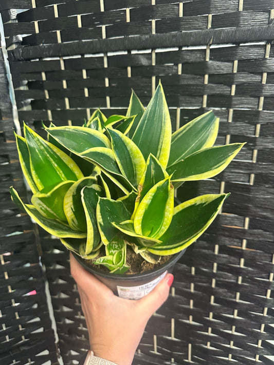 Jade Pagoda Snake 6in