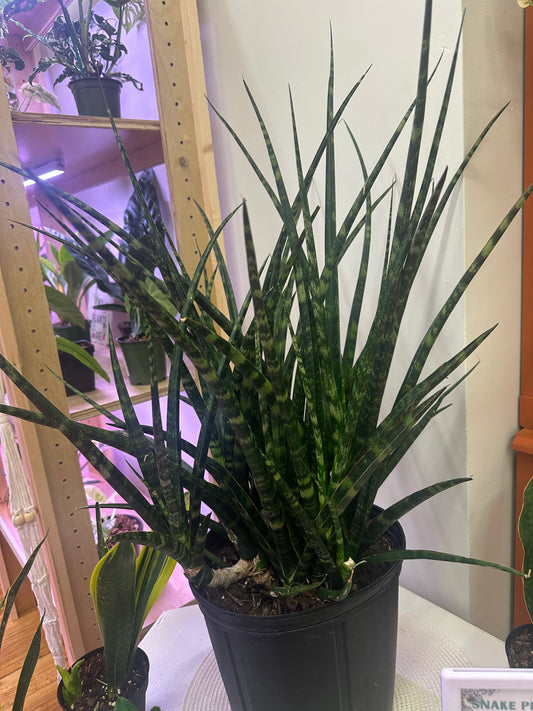 Fernwood Snake 2G
