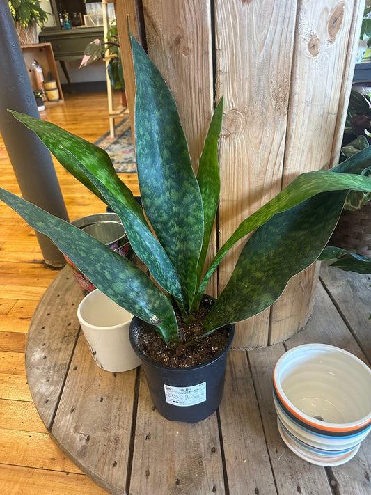 Jibuya Snake 8in