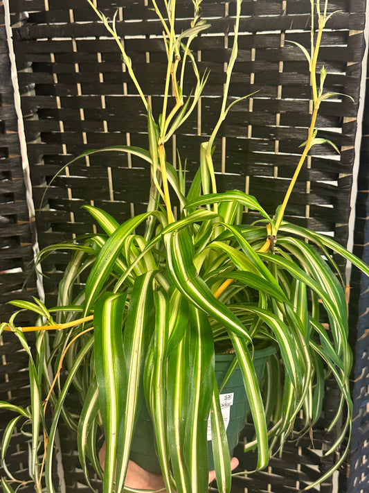 Irish Spider Plant 8in