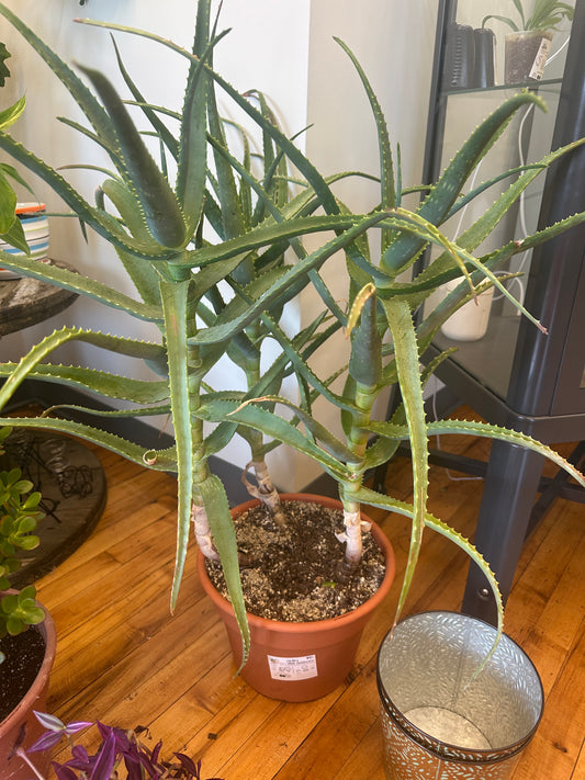 Aloe California Large