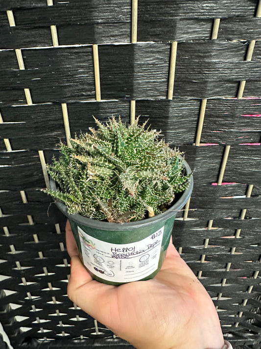 Brevifolia Pepe Aloe 4in