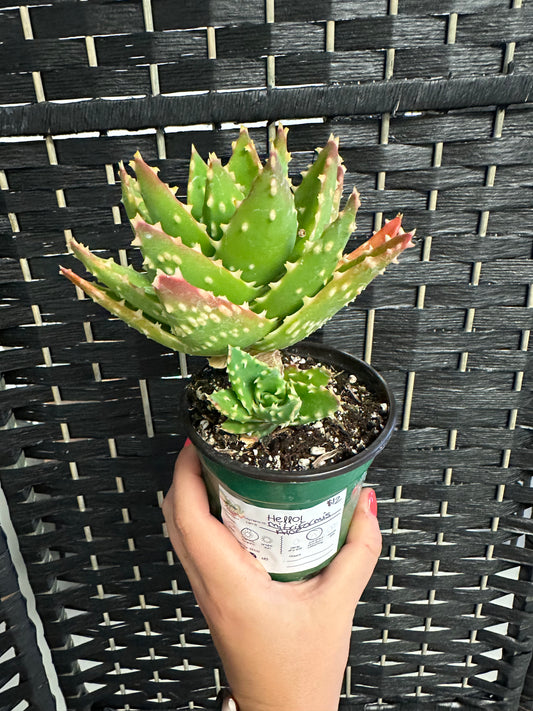 Mitriformis Aloe 4in