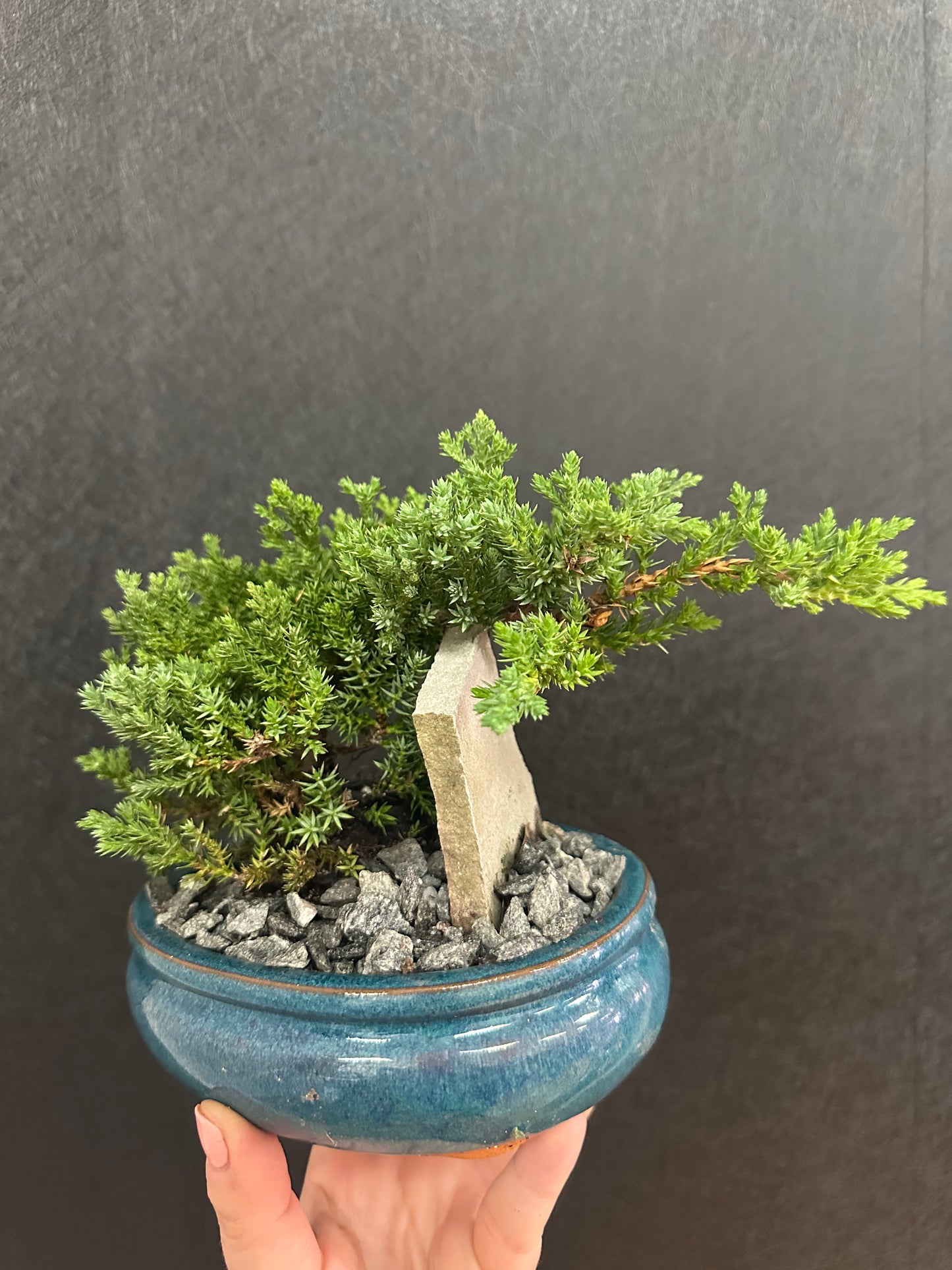 Bonsai 6in