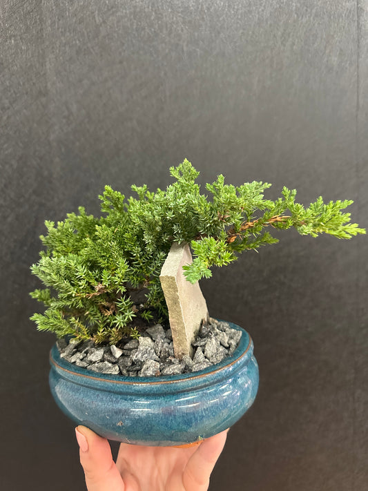 Bonsai 6in
