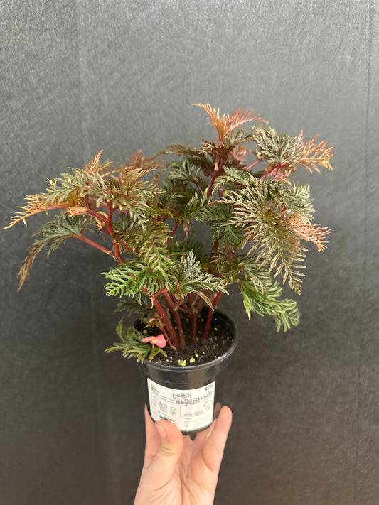 Begonia Bipinnatidida 4in