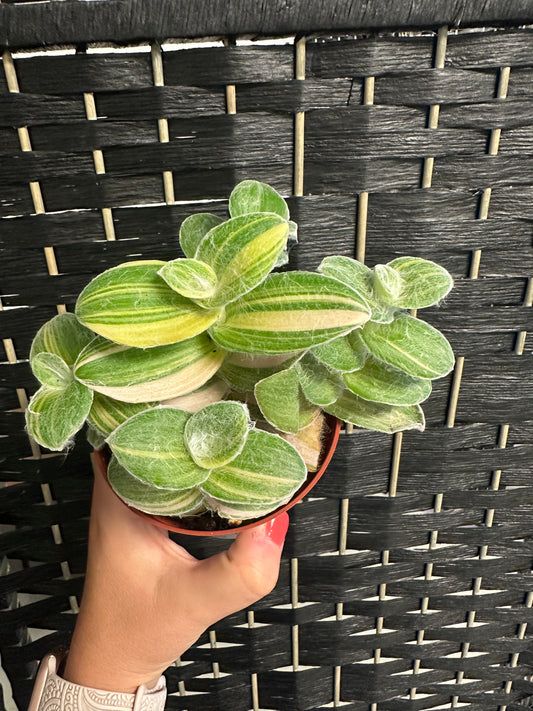 Velvet Hill Tradescantia 4in