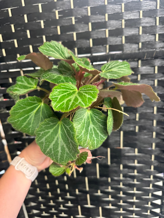 Strawberry Begonia 4in