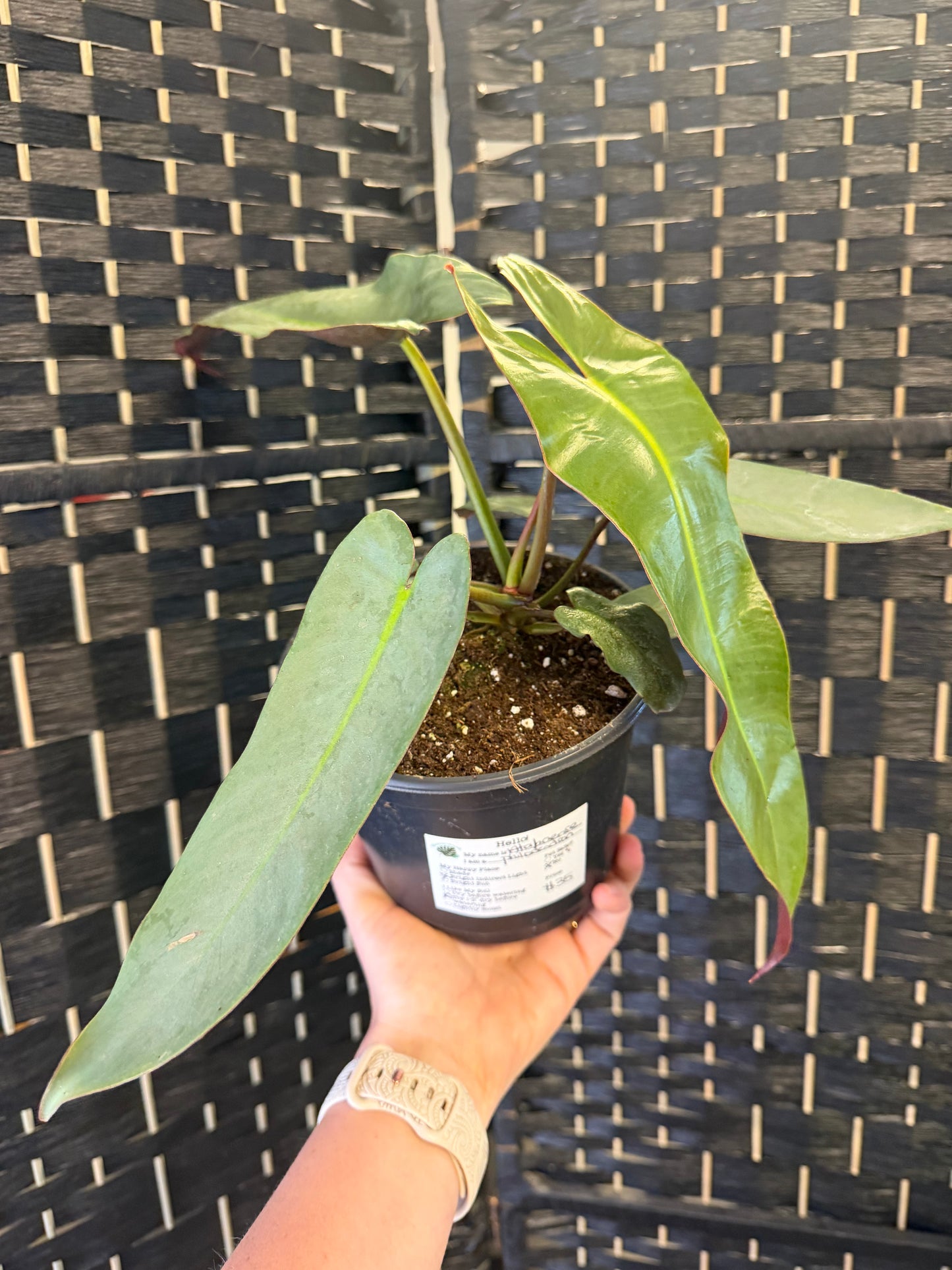 Atabapoense Philodendron 6in