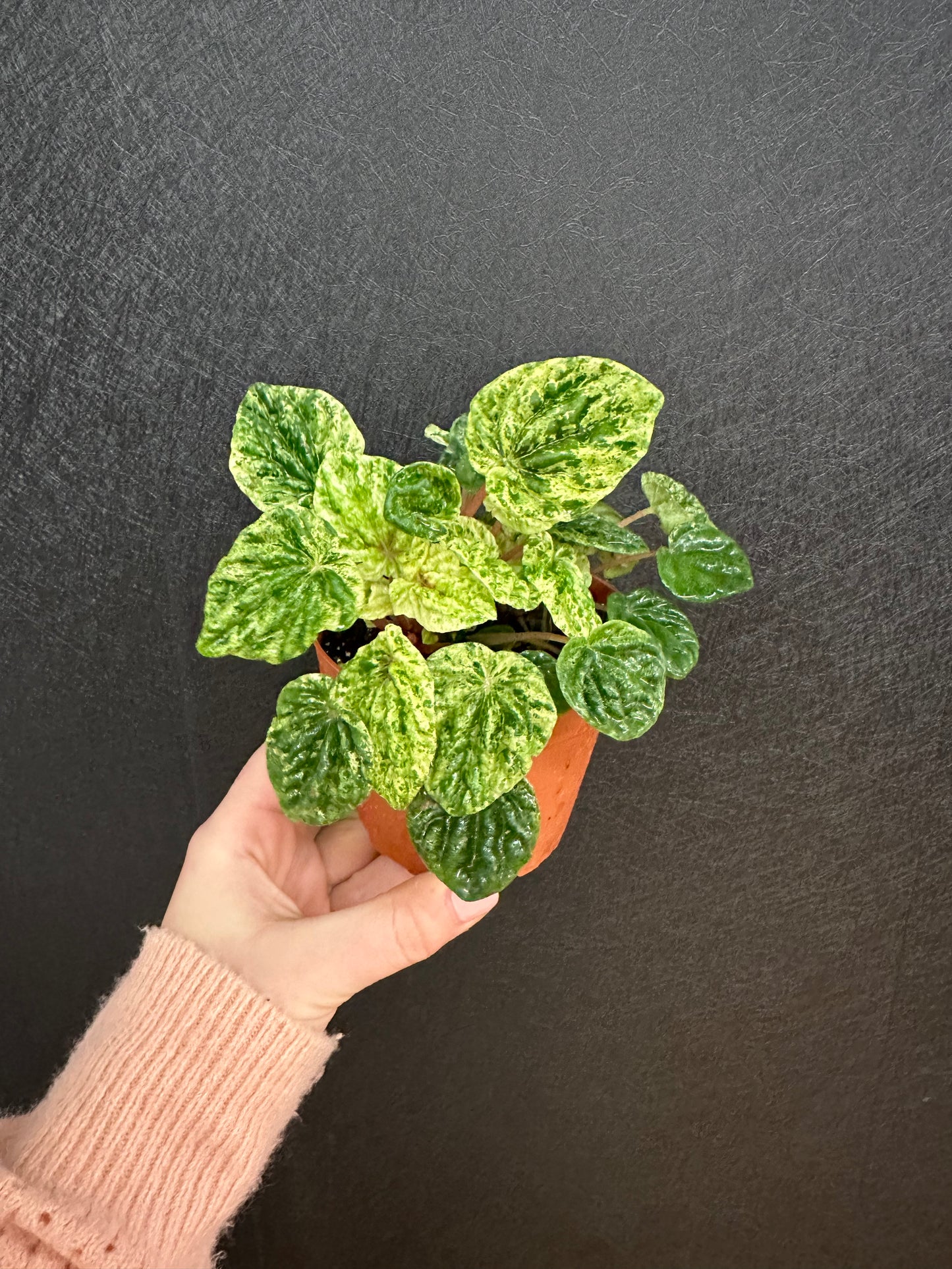 Peperomia Freckles 4in