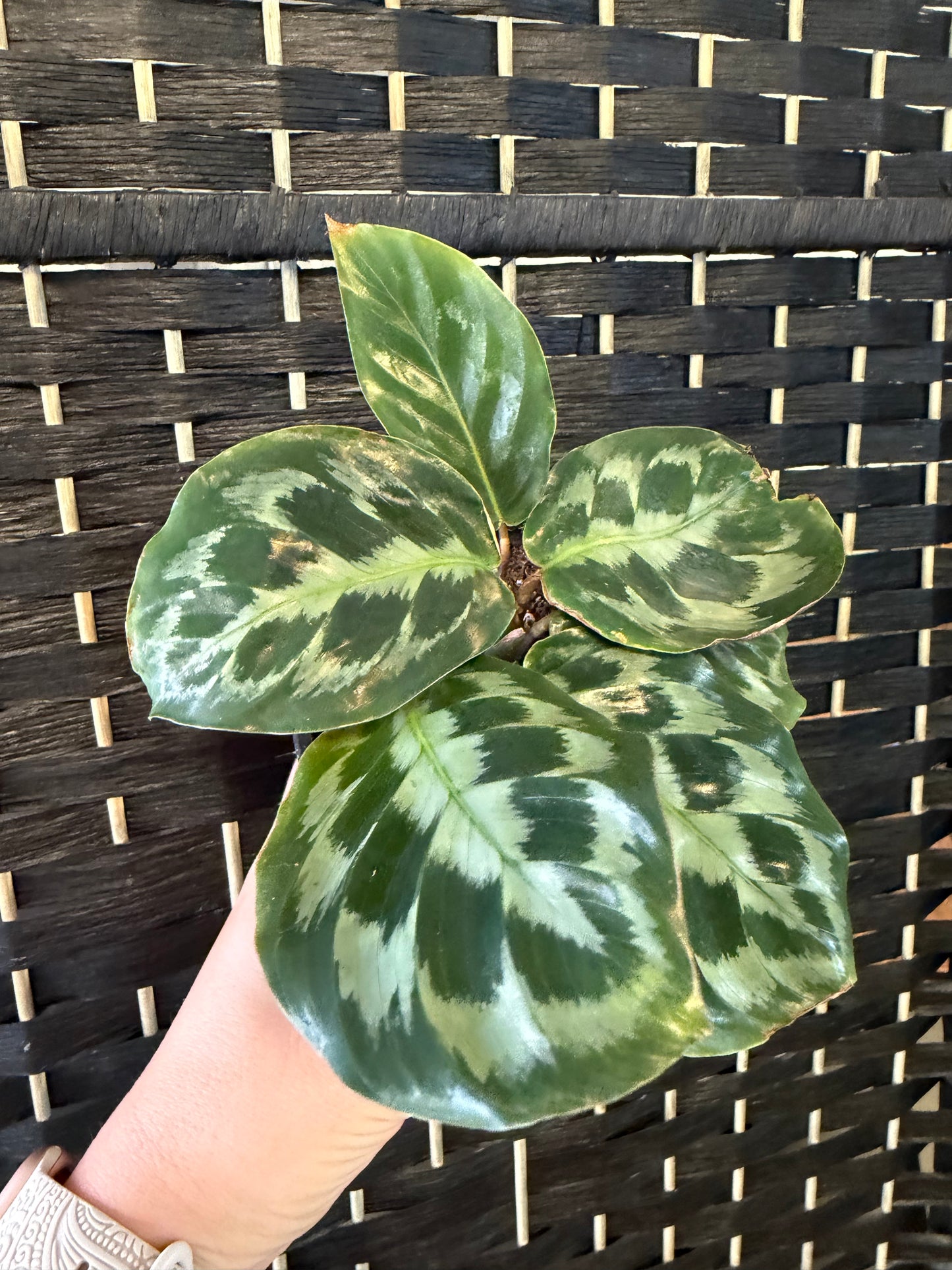 Helen Kennedy Calathea 4in