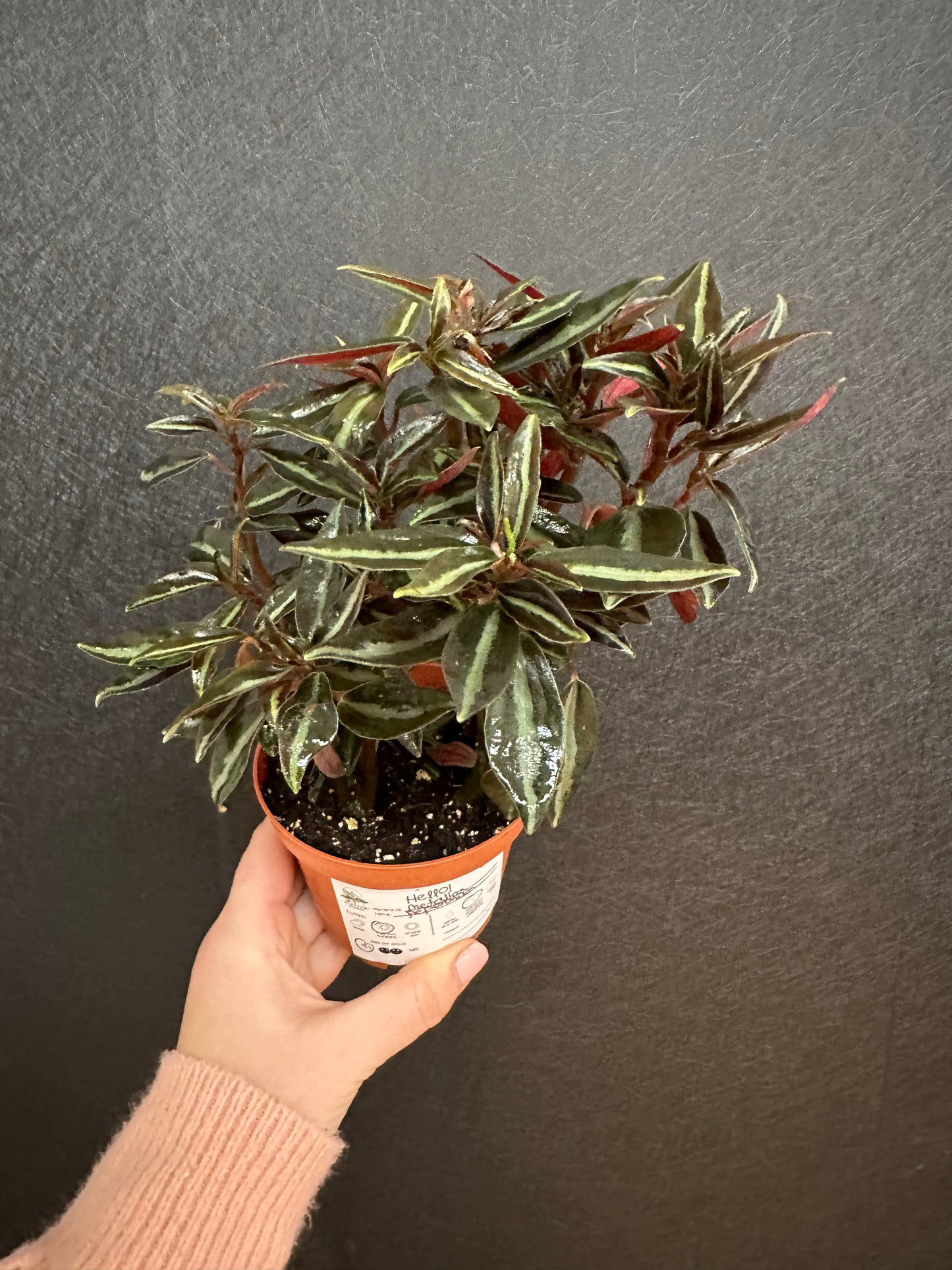 Peperomia Metalica 4in