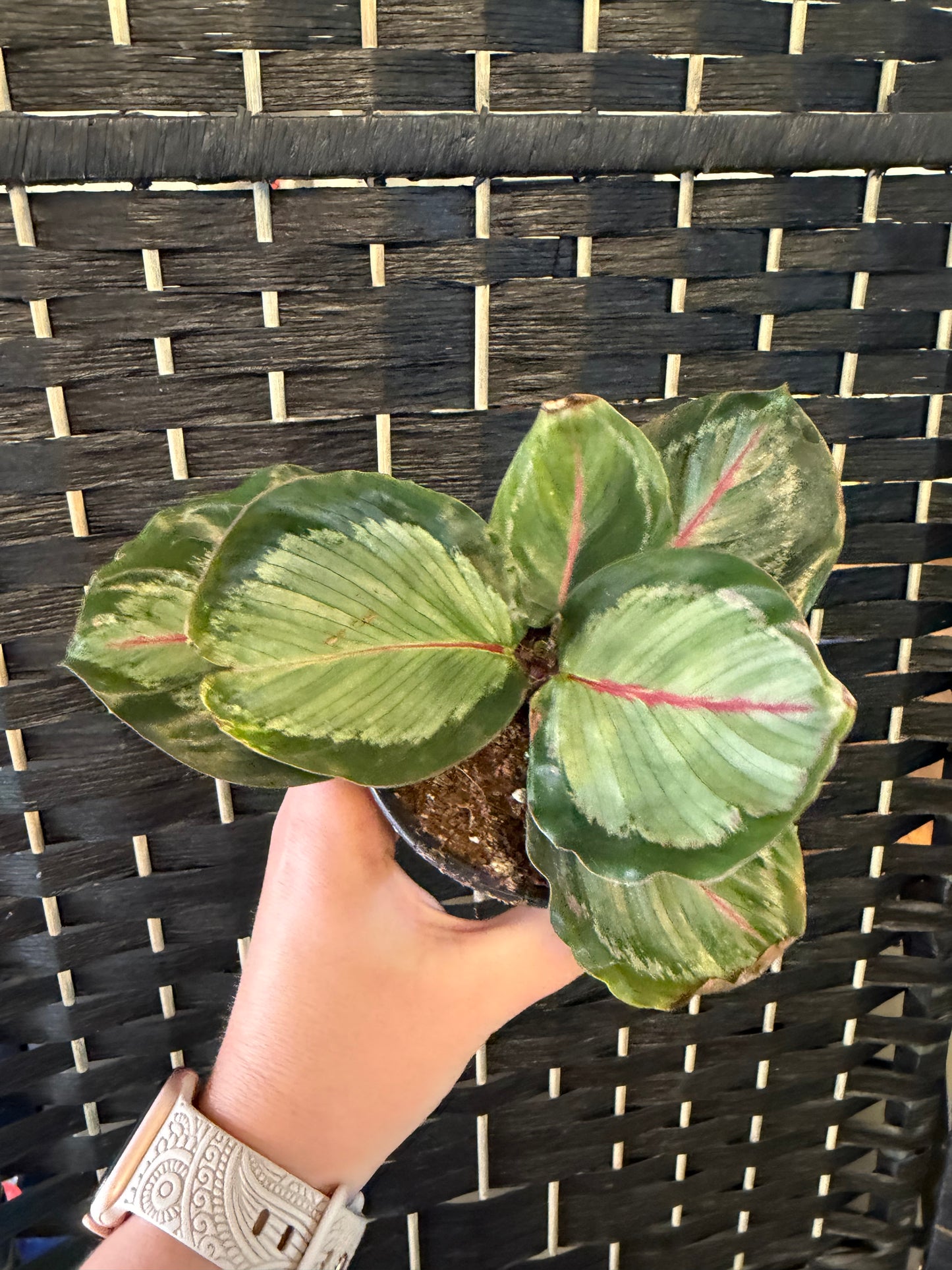 Northern Lights Calathea 4in