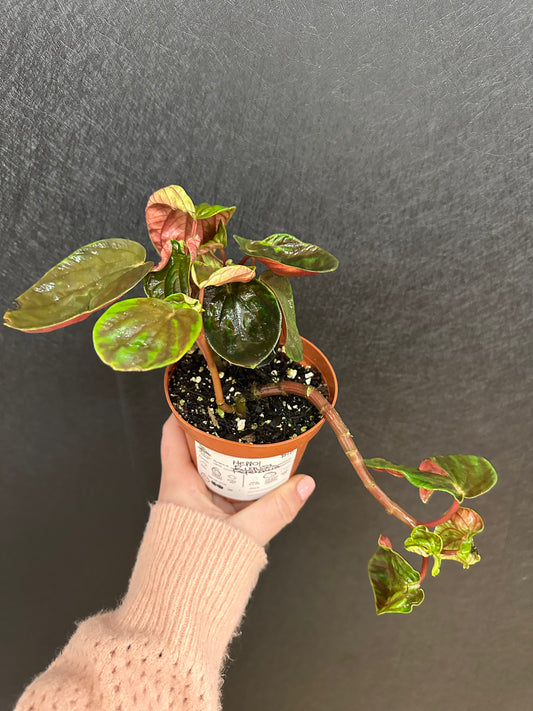 Peperomia Rugosa 4in