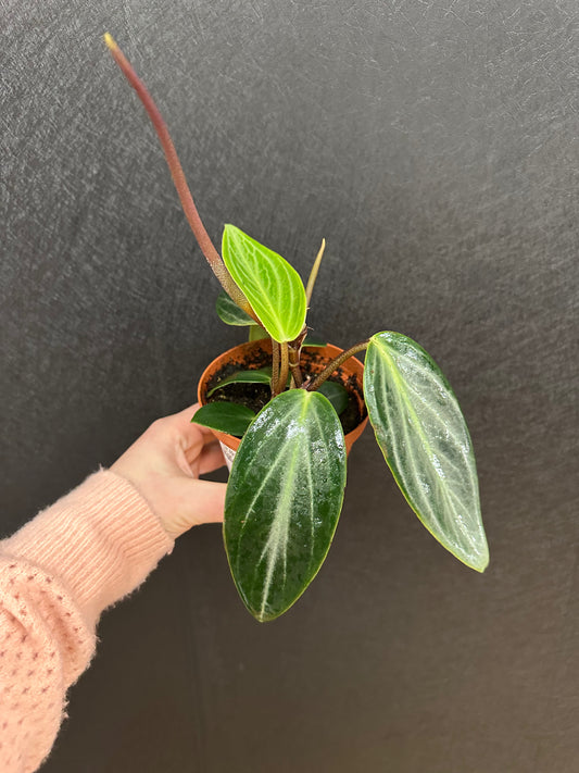 Peperomia Maculata 4in