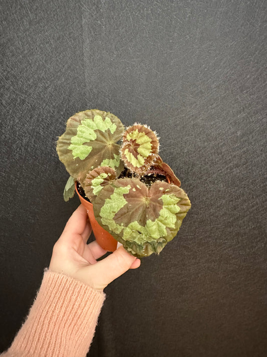 Begonia jingxiensis ‘Variegated Mashanica’ 4in