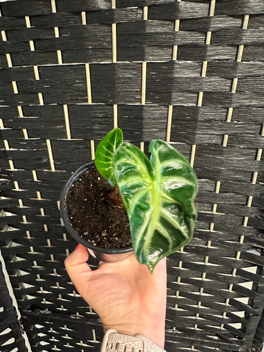 Parasol Alocasia 4in