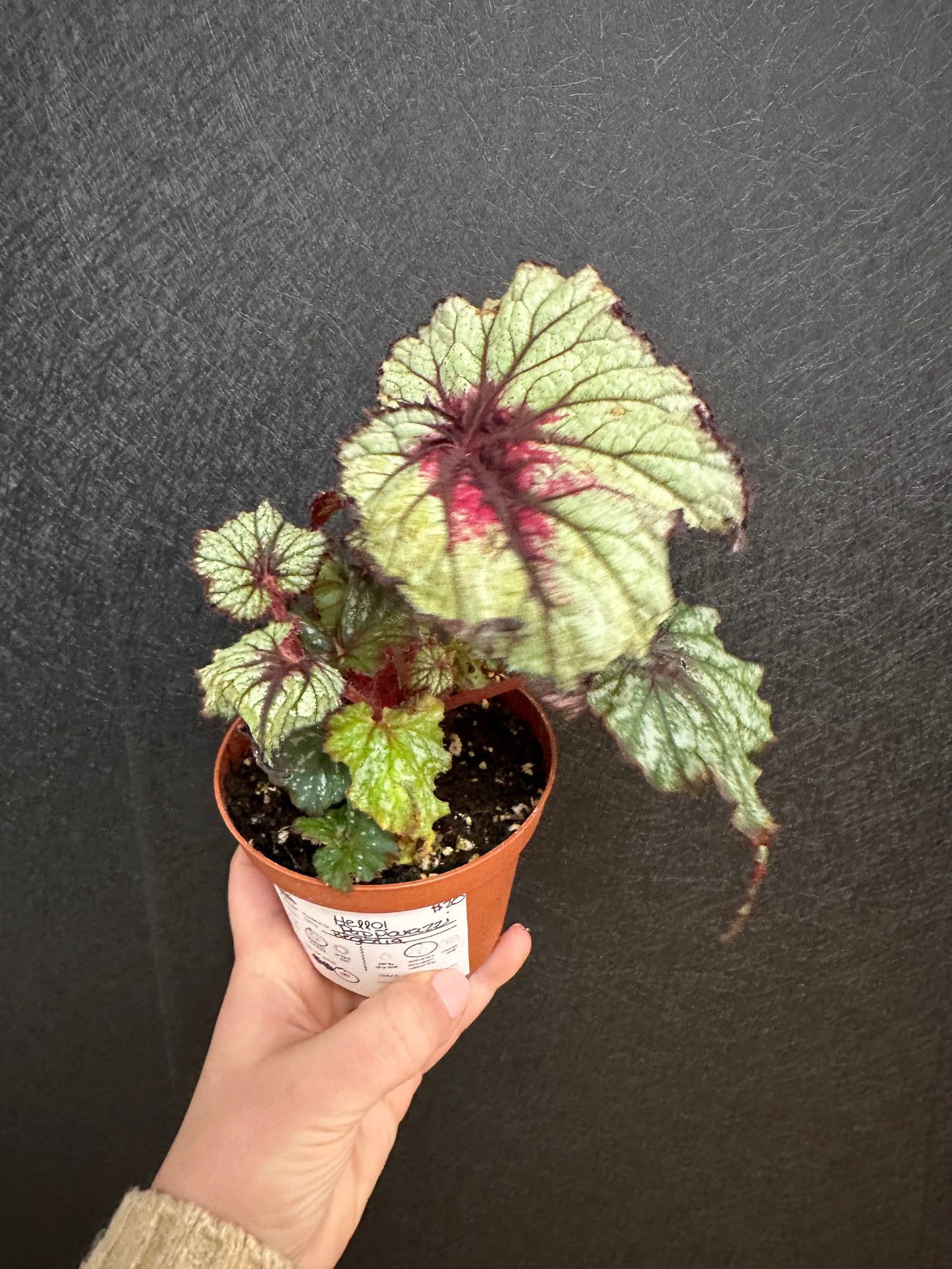 Papparazzi Begonia 4in