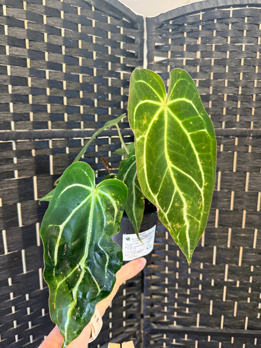 Anthurium Magnificum 5in