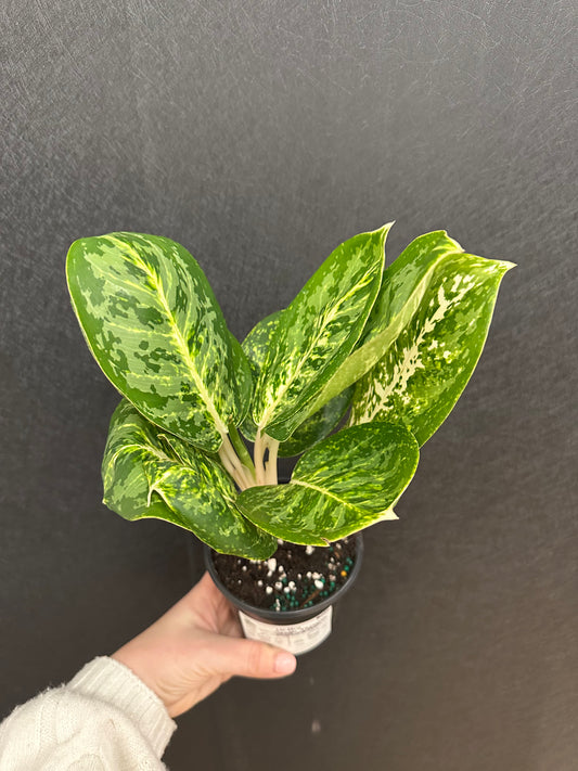 Aglaonema Green Papuma 4in