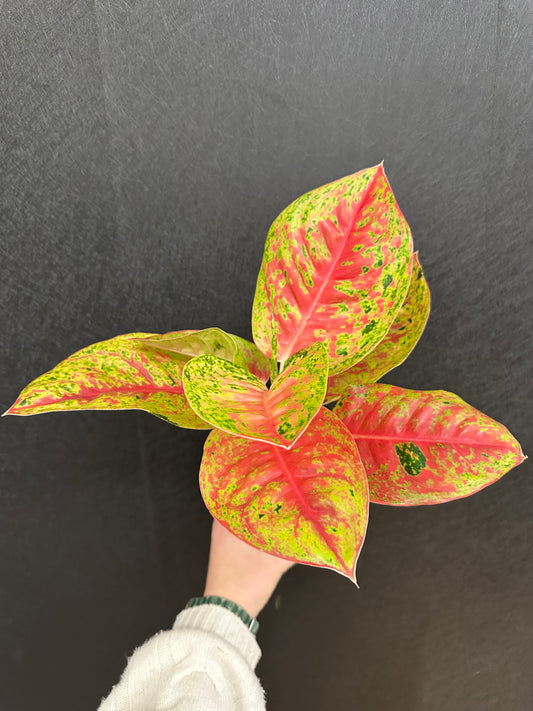 Red Mahasetti Aglaonema 4in