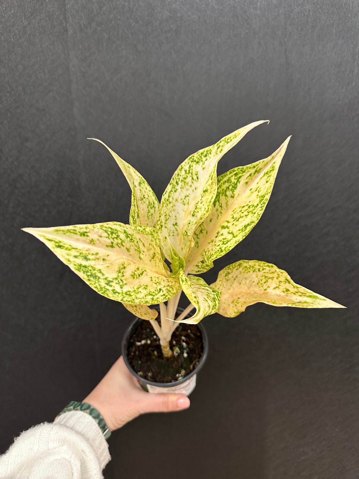 White Snow Dream Aglaonema 4in