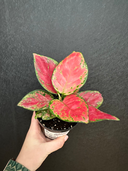 Diamond Red Aglaonema 4in